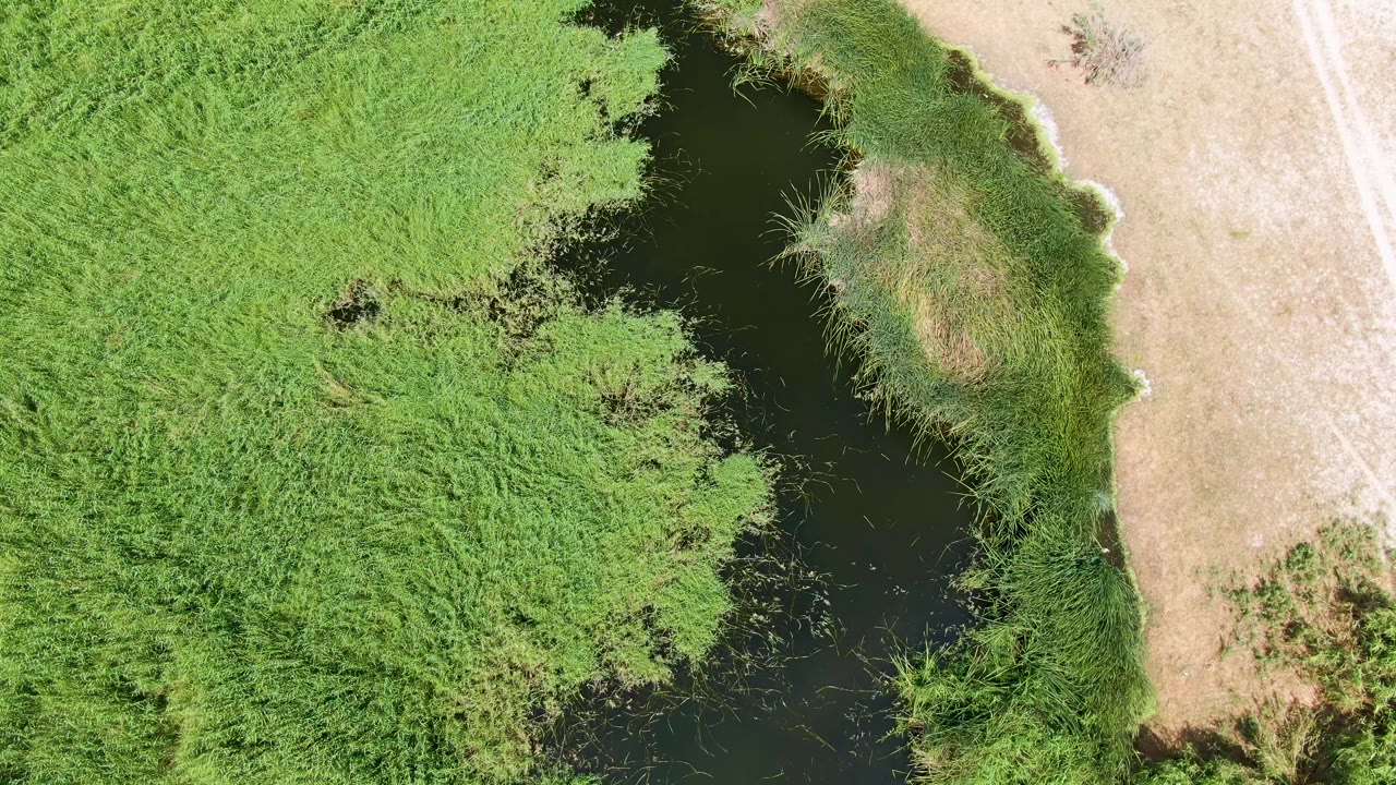 Aerial overhead frame at Puerto Los Cabos Beach with the pond channel running near center, thick green vegetation on both sides, and a dry pale strip on the right, with no visible people.