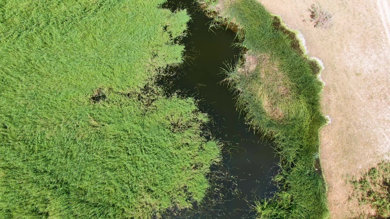 Top-down frame at Puerto Los Cabos Beach showing dark water tucked against dense green grass, reed clumps along the bank, and pale dry ground at the upper right, with no visible people.