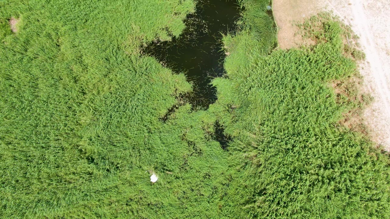 At 0:01, the Puerto Los Cabos Beach wetland remains in a top-down view as the small white bird appears lower among the green reeds near the dark water, with no visible people.