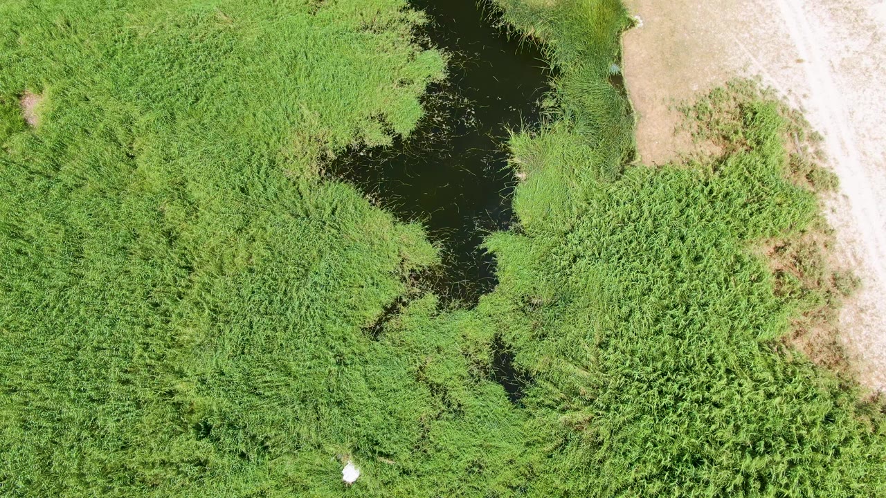 At 0:02, the aerial frame over Puerto Los Cabos Beach shows a broader field of green marsh vegetation with dark pond water at the top and the white bird near the lower center, with no visible people.