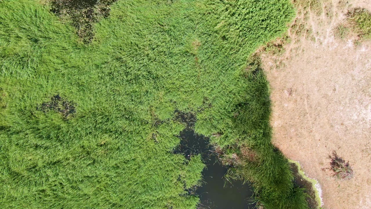 Overhead Puerto Los Cabos Beach frame with dense green vegetation filling most of the view, small dark water patches near center, tan dry ground along the right edge, and no visible people.