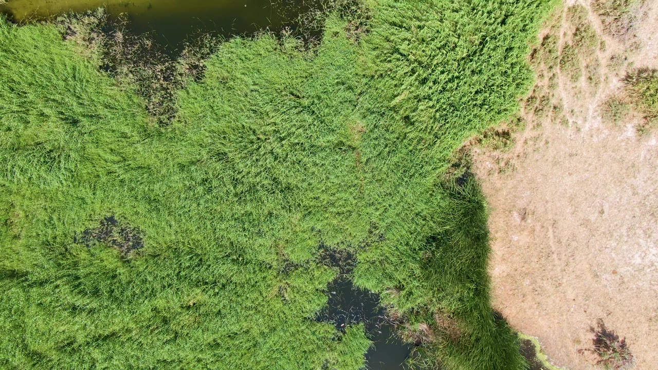 Straight-down aerial frame in Puerto Los Cabos Beach showing a narrow dark water channel entering near the top, green grass on both sides, a tan dry strip at right, and no visible people.