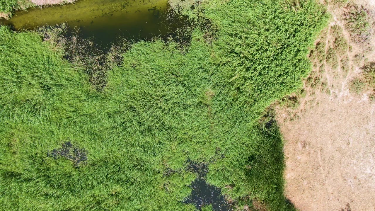 Puerto Los Cabos Beach aerial frame with an olive-green stream crossing the top of the image, thick marsh grass below it, tan dry ground near the center, and no visible people.