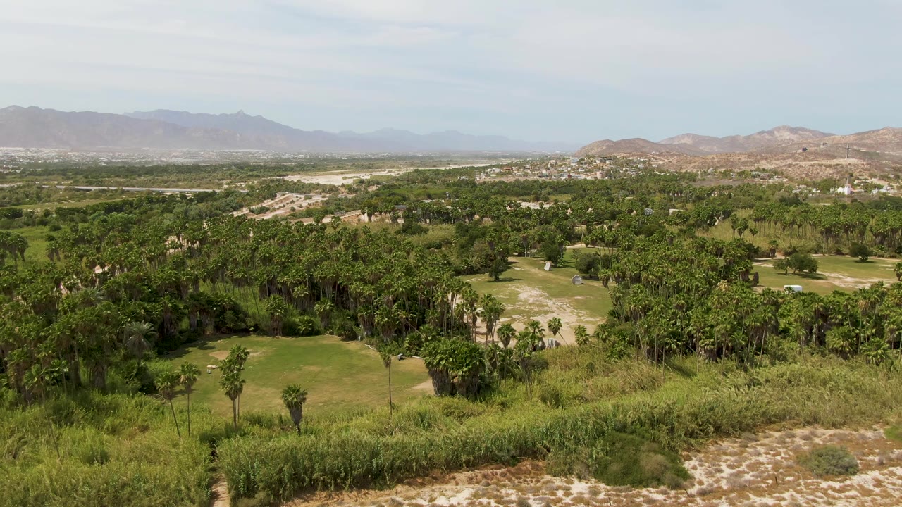 Mid-pan Puerto Los Cabos Beach view with palm clusters in the foreground, thicker green trees through the middle ground, dry patches, distant mountains, and no visible people.