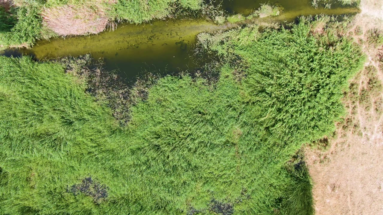 Overhead view of a narrow water channel bordered by dense green reeds and dry earth.