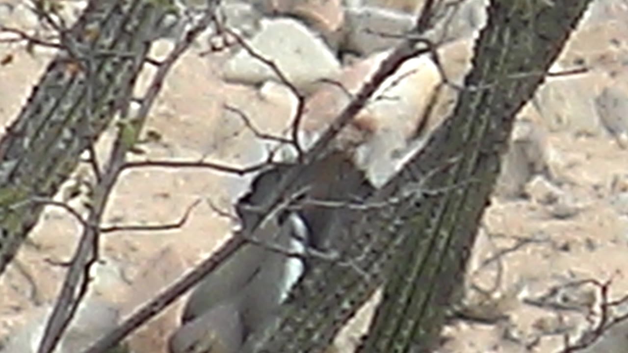 Bird partly hidden behind cactus trunks and dry branches