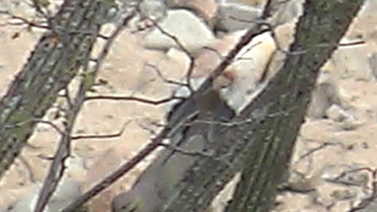 The bird remains among vertical cactus stems with its pale body and darker tail visible against beige rocks in Cabo Pulmo, with no visible people.