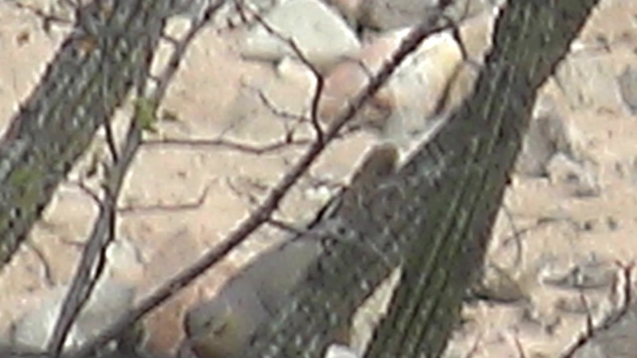 The bird shifts position beside several cactus trunks, framed by thin dry branches and pale rocky desert ground in Cabo Pulmo, with no visible people.