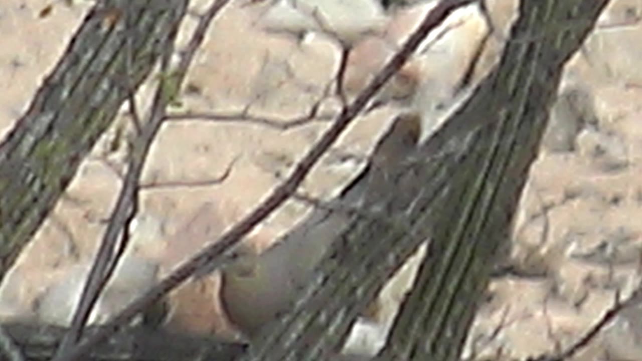 The bird appears lower and more obscured behind cactus stems and twig shadows, with beige rocky ground filling the background in Cabo Pulmo and no visible people.