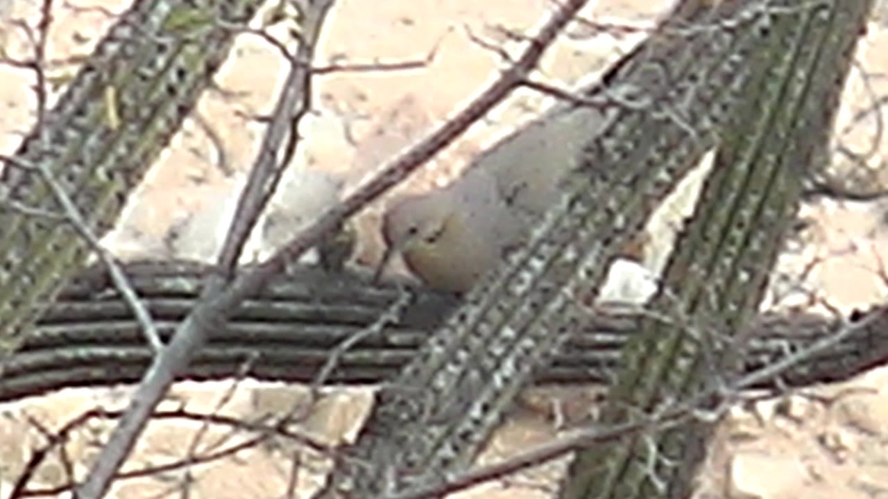 A pale dove perches low behind saguaro cactus ribs and thin branches in Cabo Pulmo, with sandy ground behind it and no visible people.