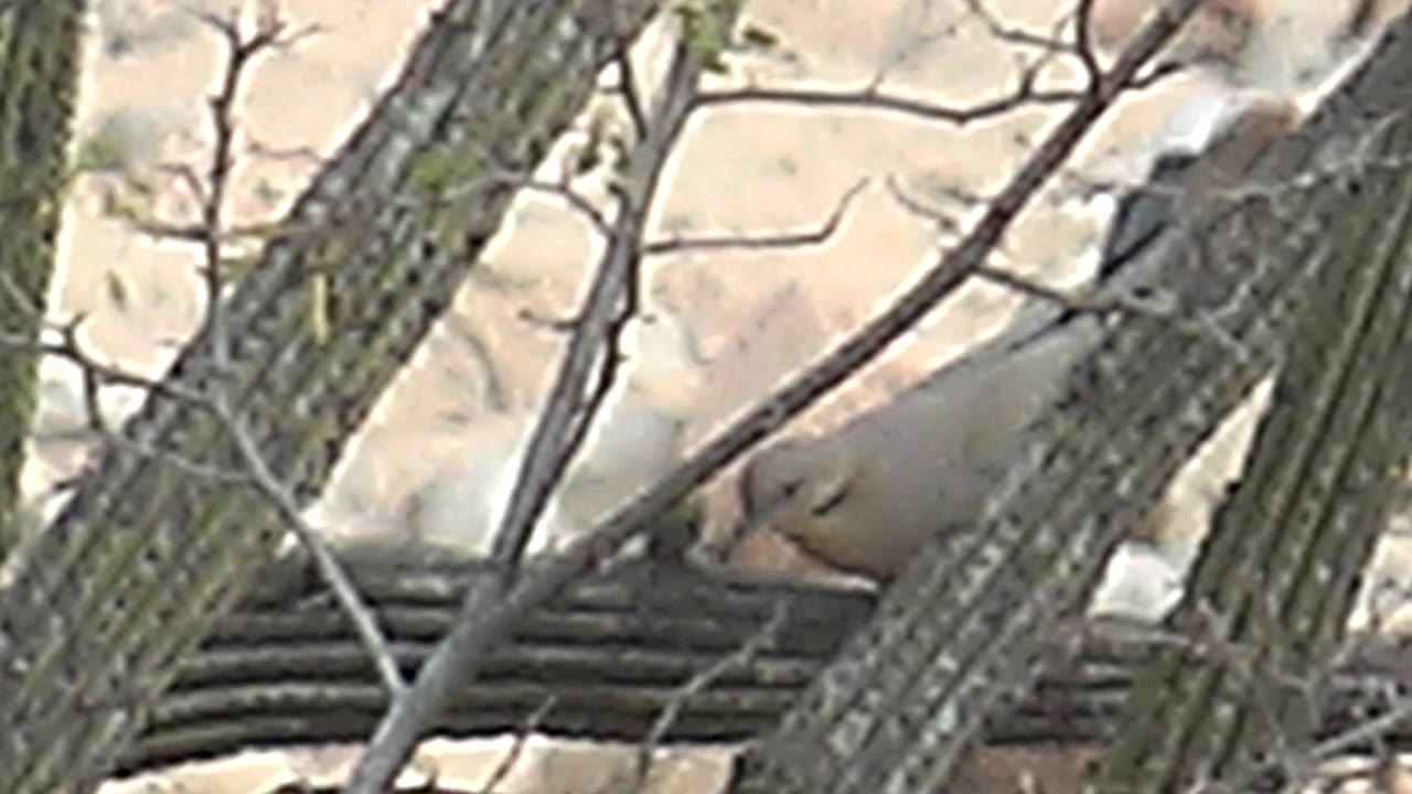 A close view in Cabo Pulmo shows the dove's rounded head and pale body between saguaro ribs, with dry beige ground behind and no visible people.