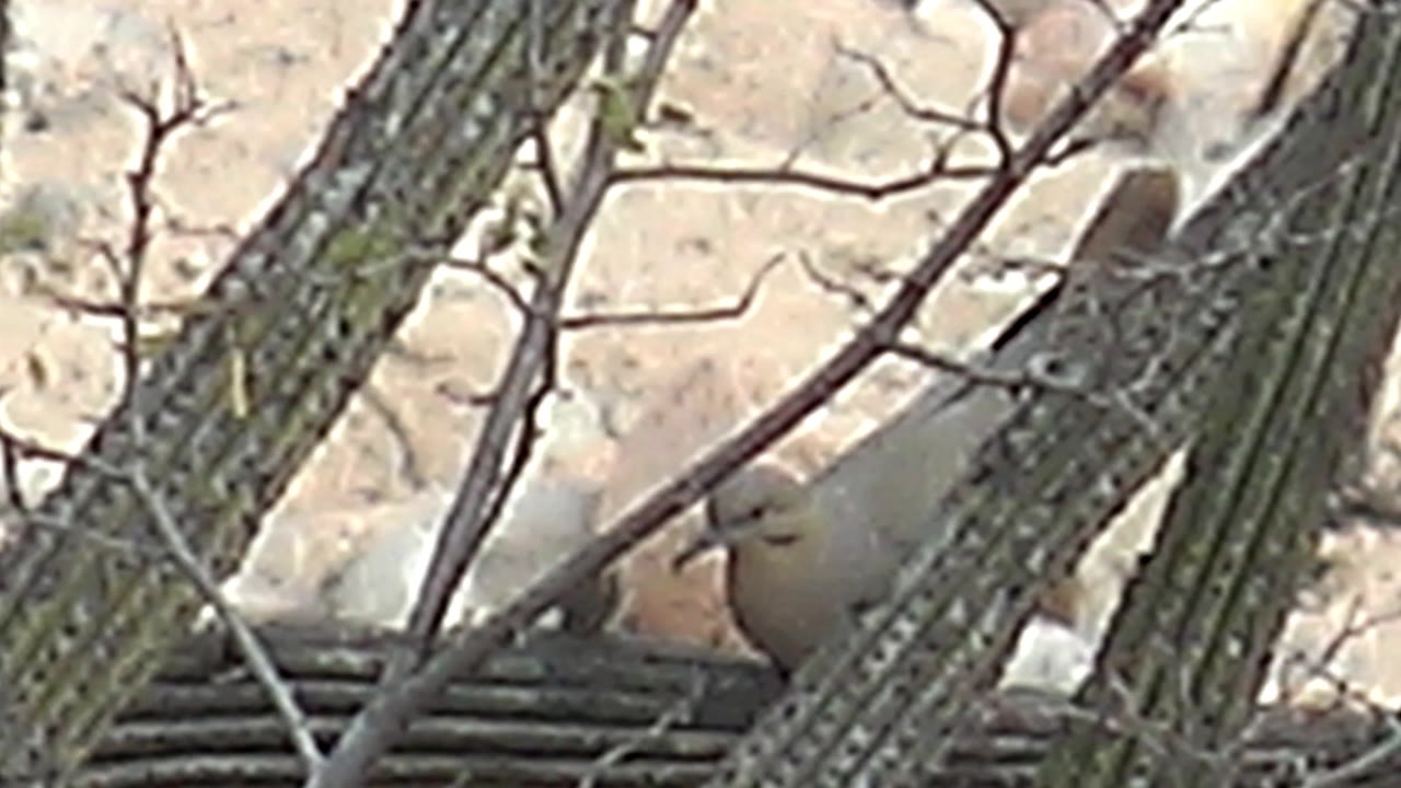 Small bird perched on a cactus branch behind spines and dry twigs.