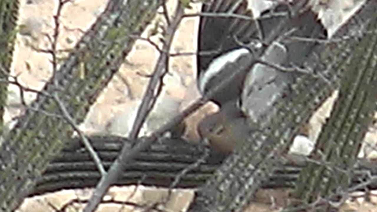 The bird raises dark and pale wings from the cactus perch in Cabo Pulmo, with thorny cactus stems crossing the frame and no visible people.