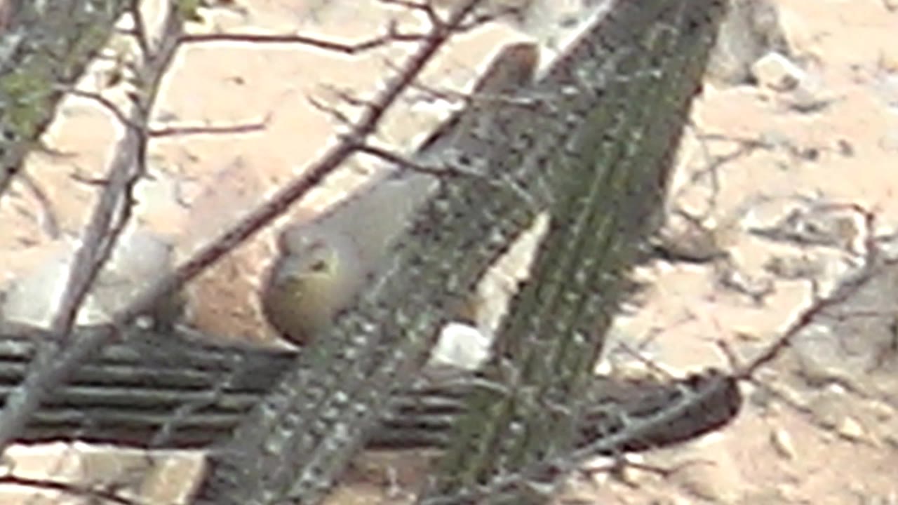 The bird is back on the cactus branch in Cabo Pulmo, sitting lower in the frame behind crossing spines and dry twigs with no visible people.
