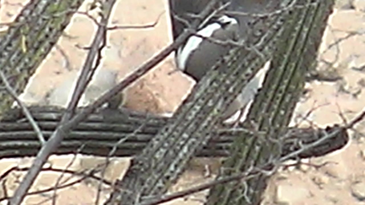 At 0:00, a white, gray, and black bird is partly obscured behind ribbed cactus and dry branches in Cabo Pulmo, Baja California Sur, with no visible people.