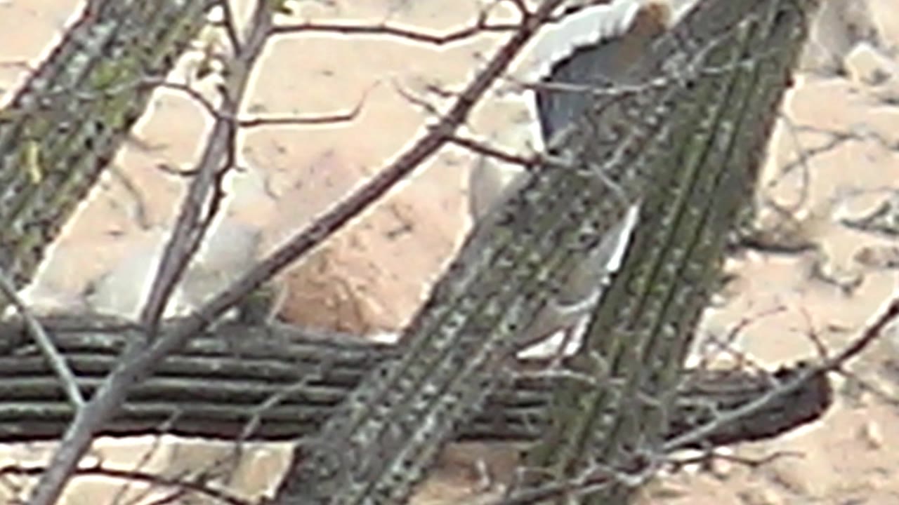 At 0:01, the bird remains close to the vertical cactus stems with pale sandy ground and scattered rocks behind it in Cabo Pulmo, Baja California Sur, and no visible people.