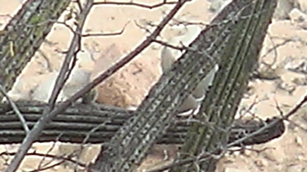 At 0:02, the bird's pale and dark plumage is visible through overlapping cactus ribs and thin branches in Cabo Pulmo, Baja California Sur, with no visible people.