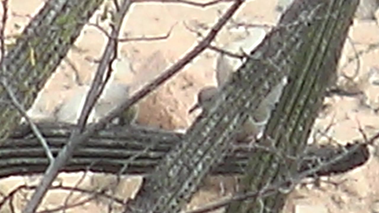 Bird lower in frame near cactus base and crossing dry branch
