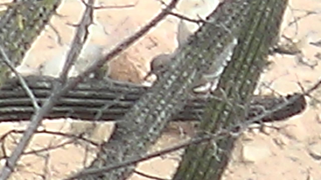 Doves and a cactus wren perch on ribbed saguaro cactus in Cabo Pulmo, Baja California Sur, with dry branches crossing the foreground and no visible people.