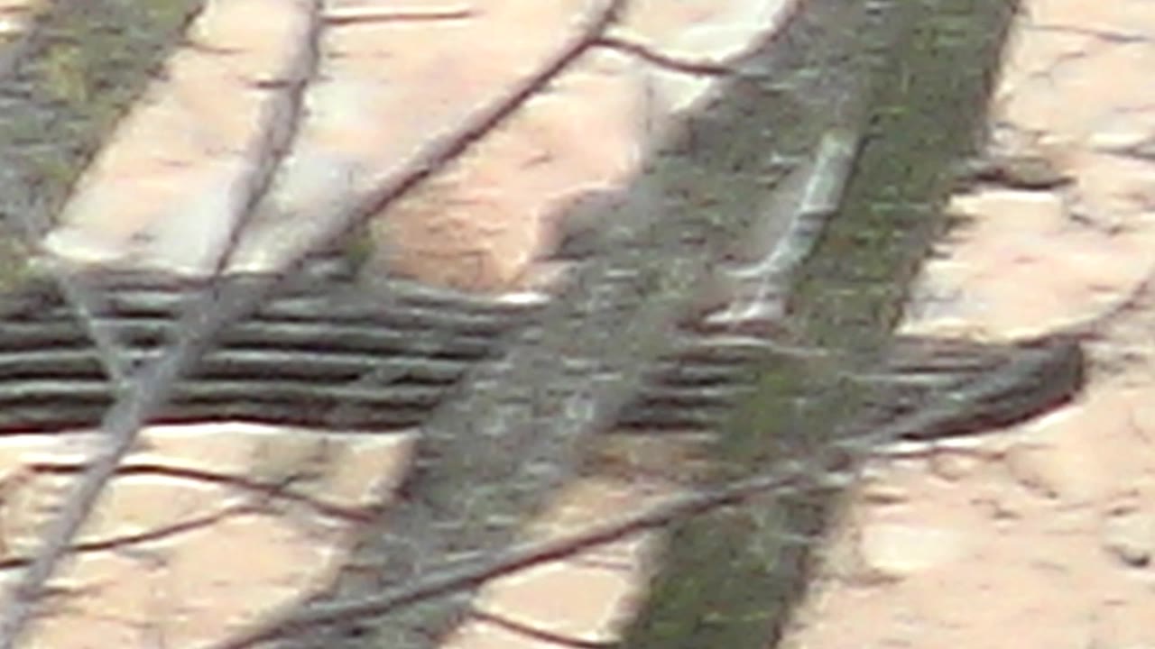 Small desert birds remain perched among vertical saguaro ribs in Cabo Pulmo, with twiggy foreground branches and tan sand behind them, no visible people.