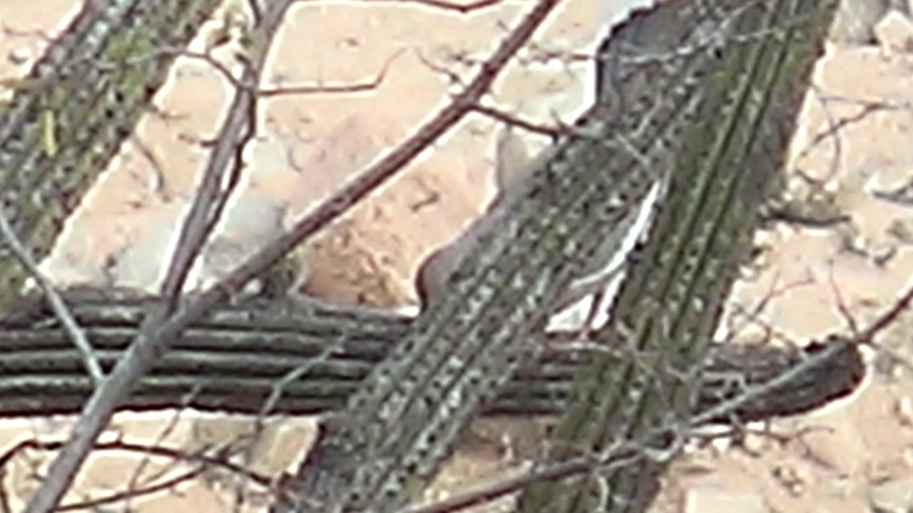 A dove and cactus wren appear among the saguaro arms in Cabo Pulmo, partially hidden by crossing desert branches over pale sand, no visible people.