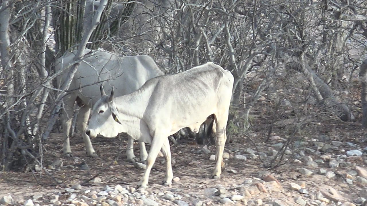 Two white cattle stand in dry Cabo Pulmo bushland, one grazing near rocks while the other is partly behind brush, with no visible people.