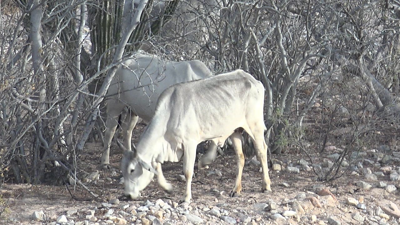 White cow lowers its head to graze in rocky scrubland.