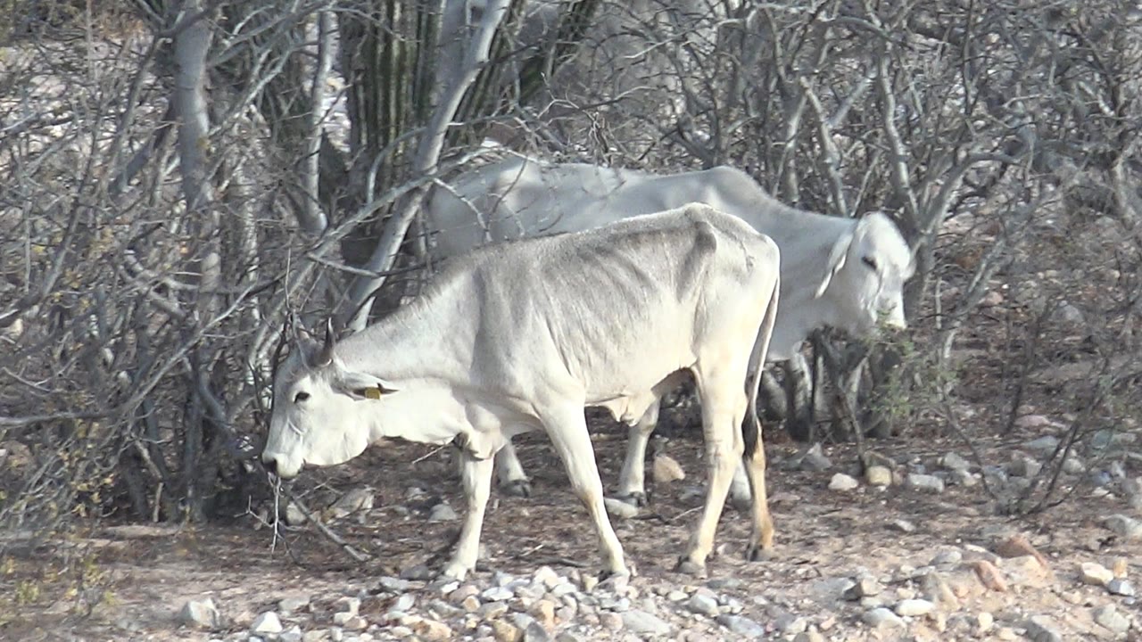 Two white cattle move through Cabo Pulmo scrub, with the front animal crossing the rocky foreground and the second animal following behind, with no visible people.