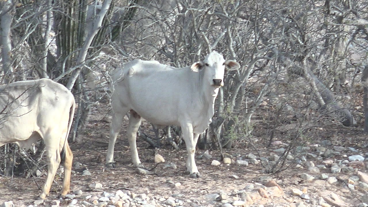 Two white cows in a dry rocky thicket with bare brush.