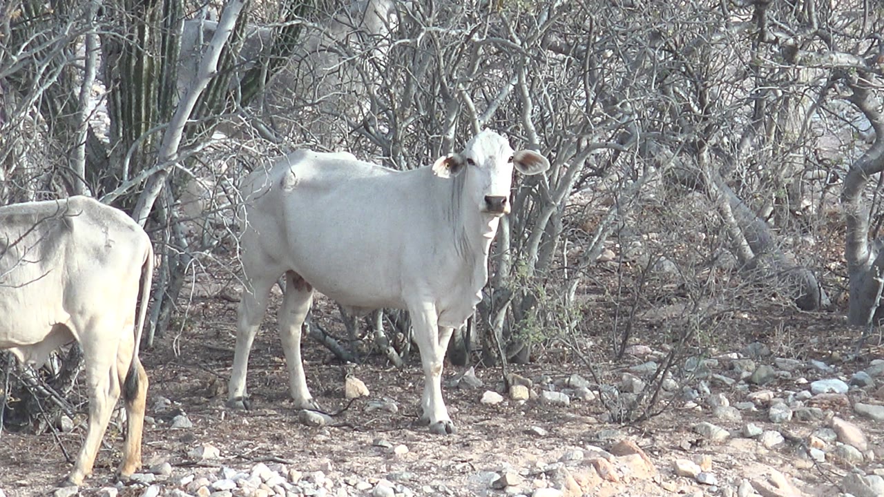 At 0:01, the left cow is turned away near the edge while the other white cow faces the camera among rocks and leafless brush in Cabo Pulmo, with no visible people.