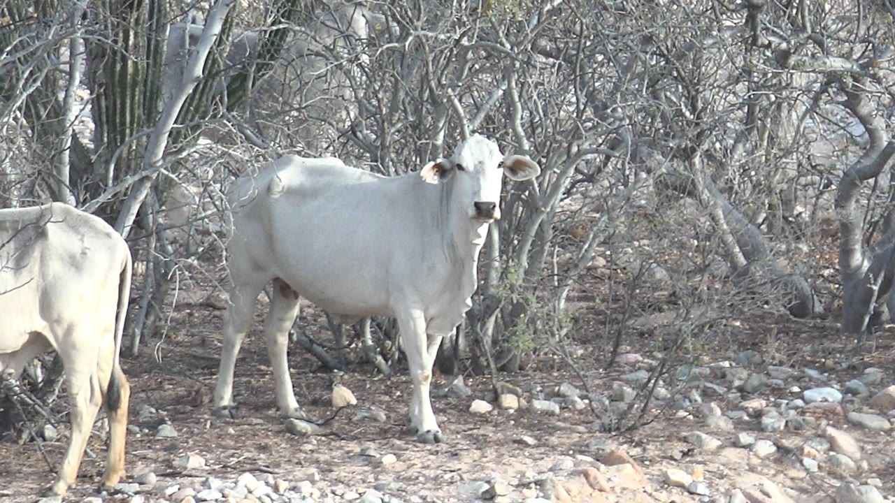 At 0:02, a white cow stands nearly still in the center-left of a rocky Cabo Pulmo thicket while another cow remains cropped along the left edge, with no visible people.