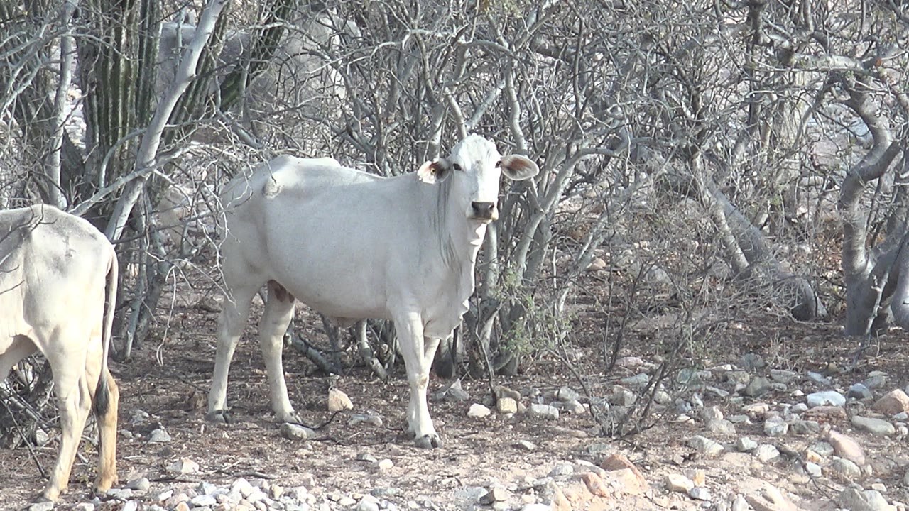 At 0:03, the main white cow faces forward while the second cow stands turned away in the left midground of the dry Cabo Pulmo brush, with no visible people.