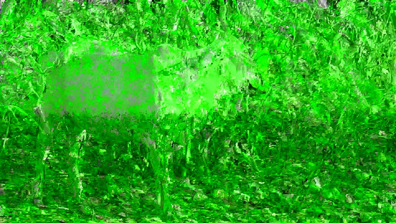 A white cow is barely discernible in dry Cabo Pulmo brushland under a strong green color distortion, with no visible people.