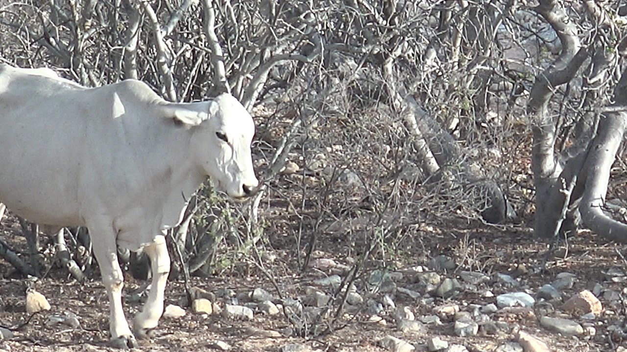 A white cow appears on the left side of the frame in Cabo Pulmo, standing near dry trees, scrub, rocky dirt, and no visible people.