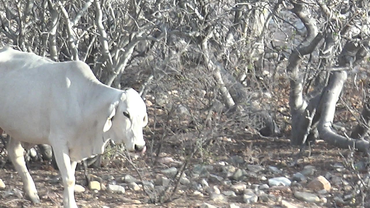 A white cow is partly visible at the left edge of dry rocky terrain in Cabo Pulmo, Baja California Sur, with sparse pale trees behind it and no visible people.