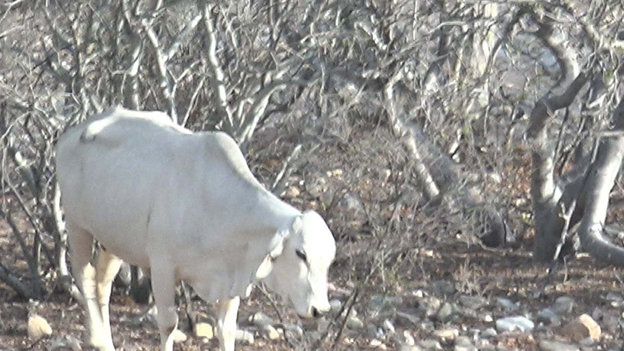 A white cow stands more centrally on rocky ground in Cabo Pulmo, Baja California Sur, lowering its head near dry branches with no visible people.