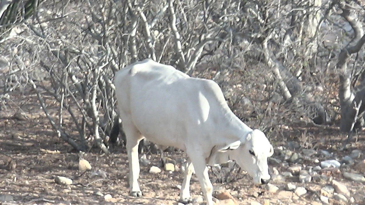 A white cow appears toward the right side of the frame in Cabo Pulmo, Baja California Sur, walking past scattered stones and leafless scrub with no visible people.