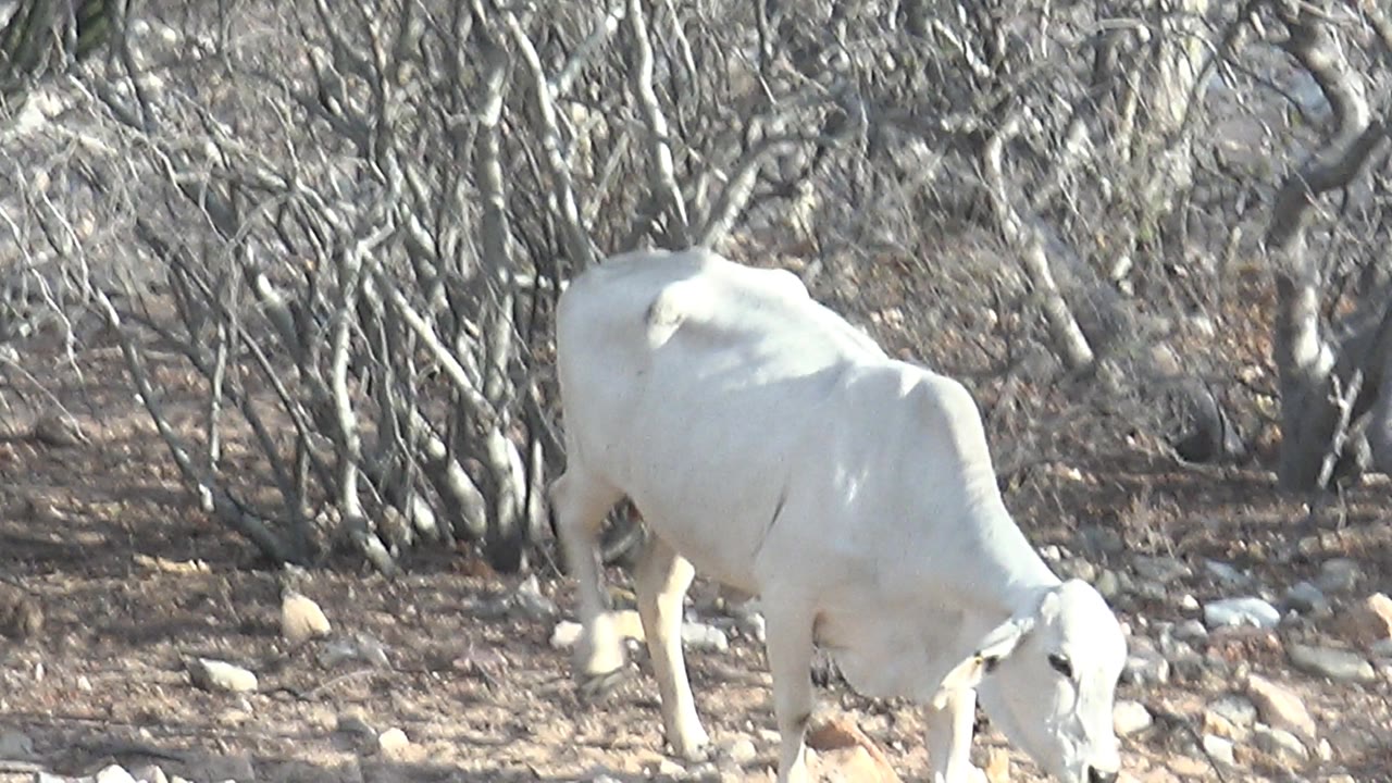 White cow with head lowered on rocky dry ground.