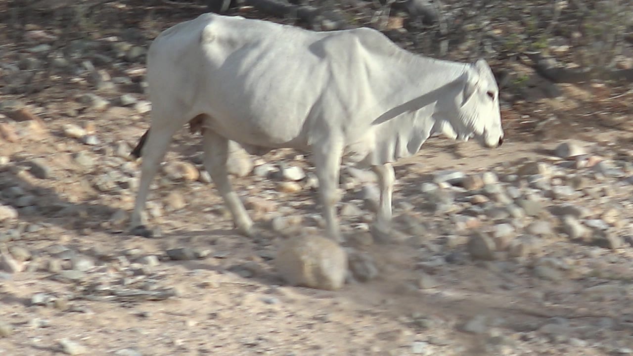 White cattle move through rocky desert terrain in Cabo Pulmo, Baja California Sur, with pale stones, dry scrub, and no visible people.