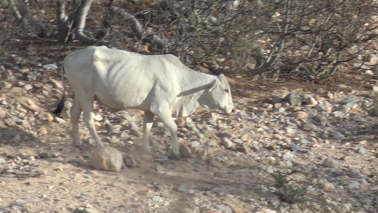 White cattle lowering its head while walking over stones in dry terrain.