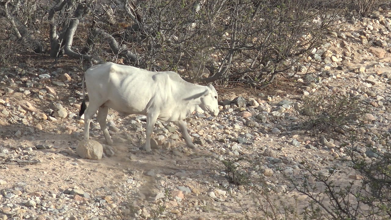 White cattle continue across a rocky slope in Cabo Pulmo, Baja California Sur, with thorny brush behind them and no visible people.