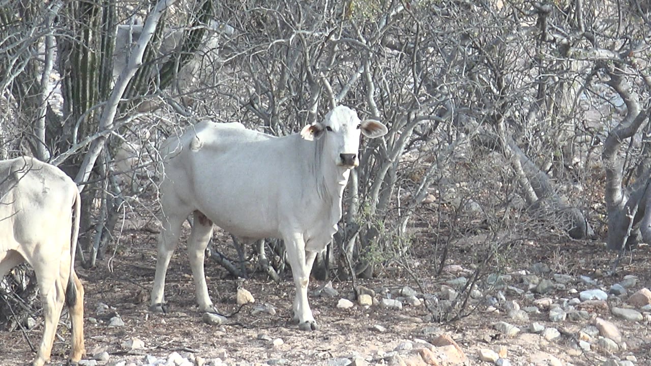 White cattle stand on rocky dry ground in Cabo Pulmo, Baja California Sur, with tangled bare branches behind them and no visible people.