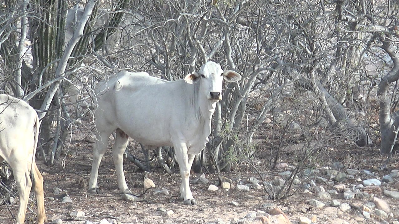 White cow faces the camera while a second cow is cropped at right.