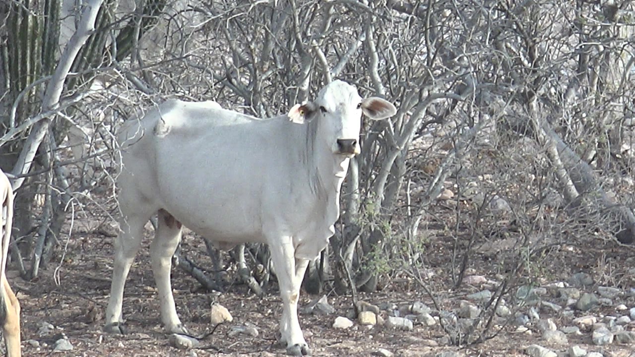 The main white cow appears slightly closer in the Cabo Pulmo brush, standing on pale rocky ground with leafless branches behind and no visible people.