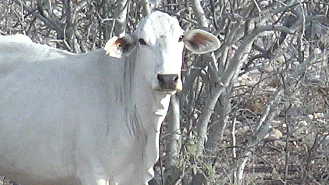White cow standing in front of dry leafless branches.