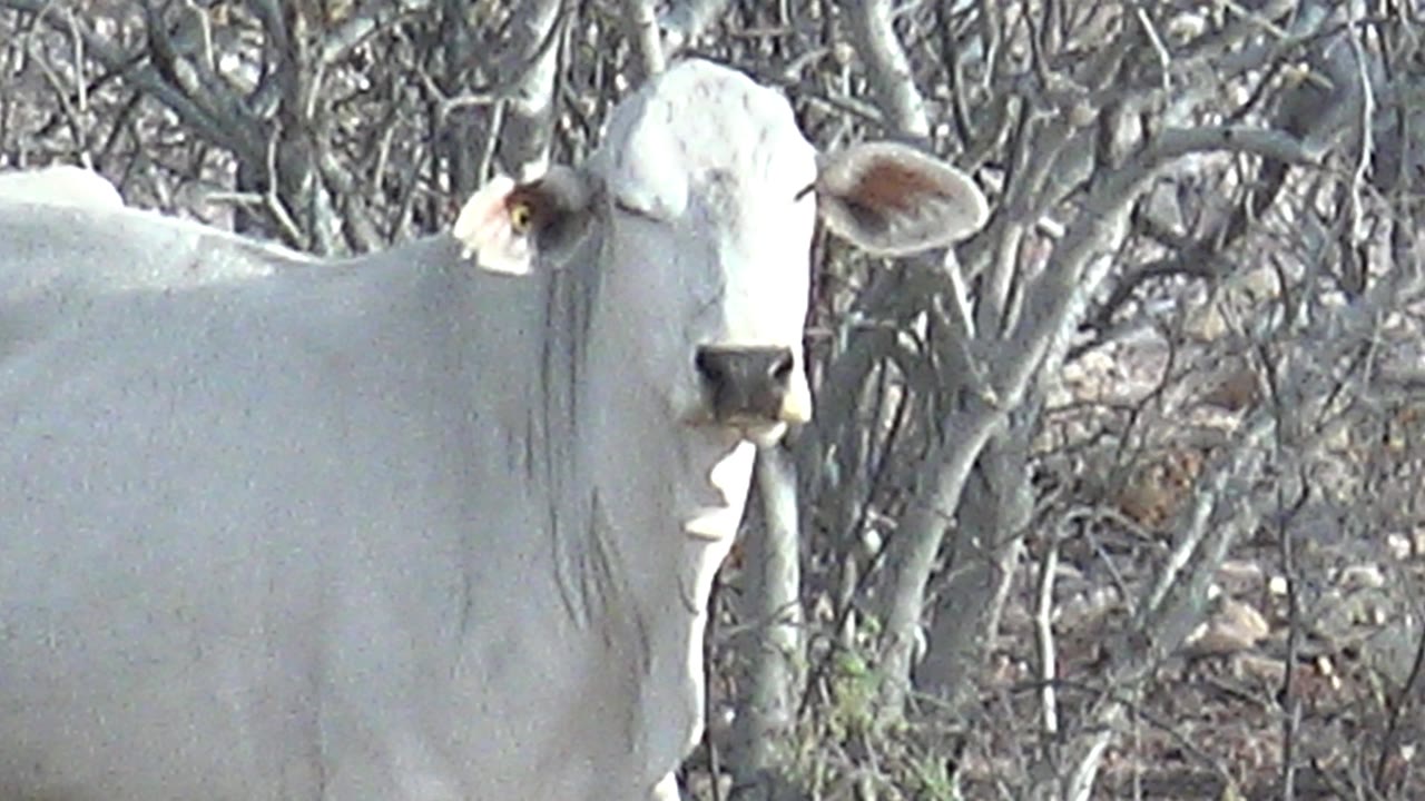 White cow in Cabo Pulmo, Baja California Sur, facing more centrally toward the camera with its body side visible and dry branches behind it, with no visible people.