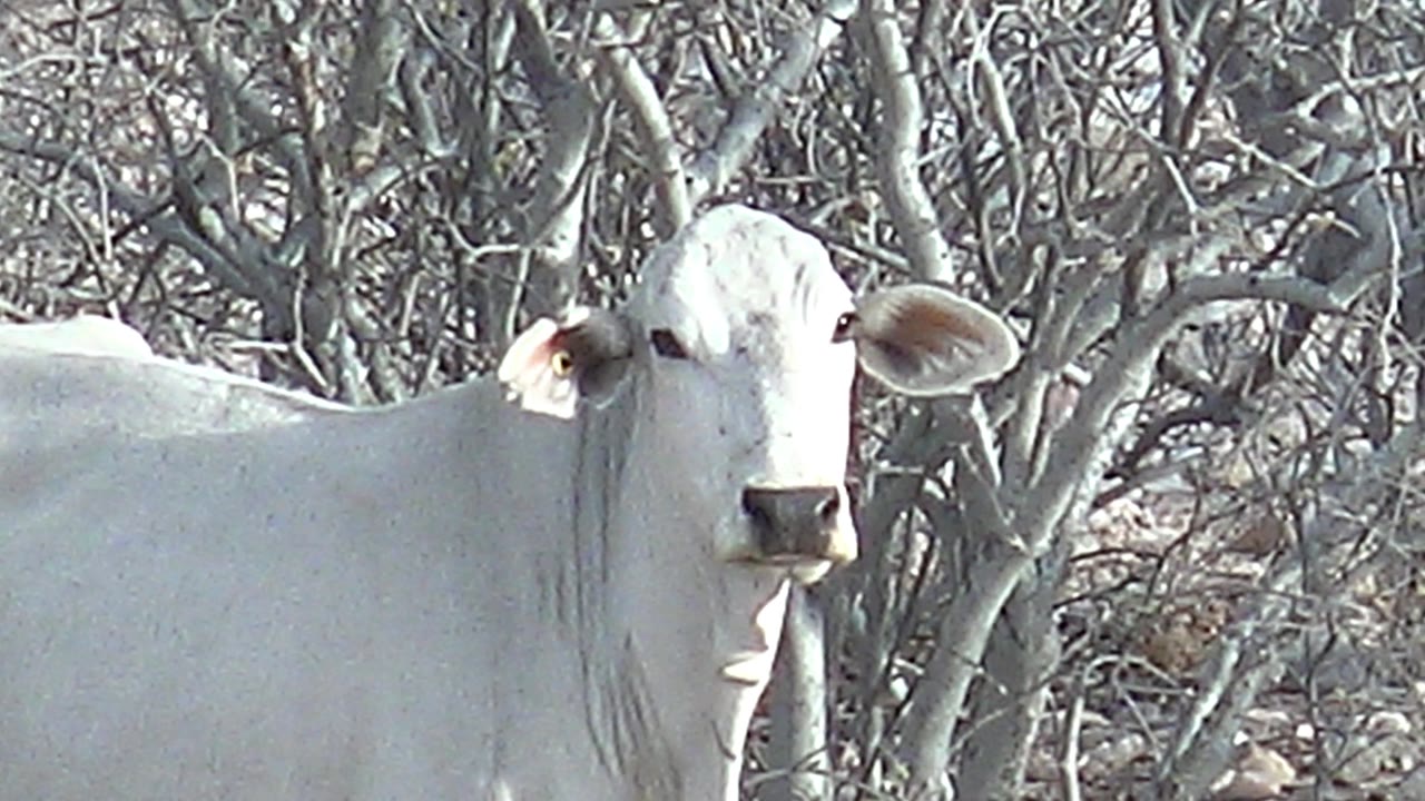 White cow facing camera in dry leafless bushes