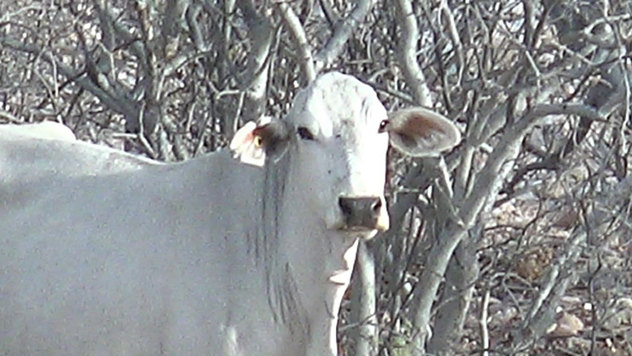 A white cattle stands nearly still before tangled dry vegetation in Cabo Pulmo, Baja California Sur, with no visible people.