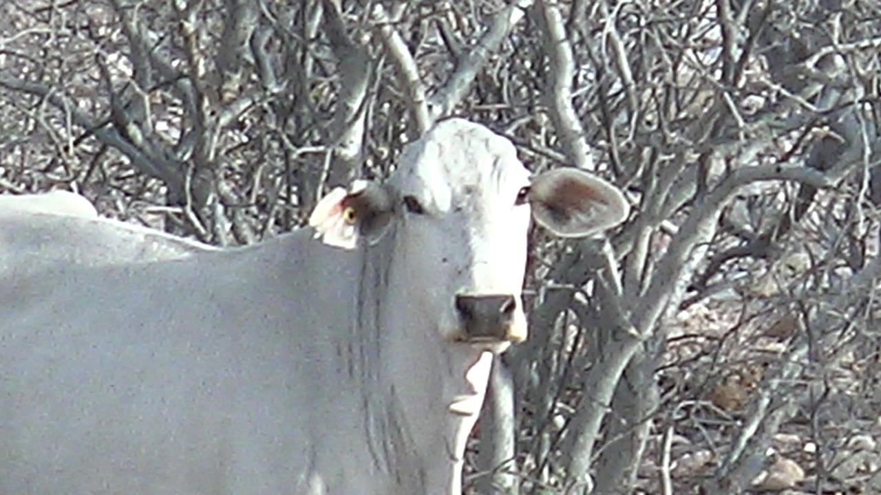 The white cow remains front-facing with one side of its body cropped by the frame and arid Cabo Pulmo brush filling the background, with no visible people.