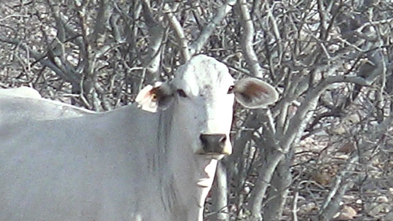 A white cow looks toward the lens from a close ground-level composition in Cabo Pulmo dry brush, with no visible people.